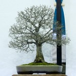2011-Swindon-Winter-Show_2 2011-Swindon-Winter-Show_2