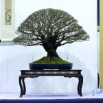 2011-Swindon-Winter-Show_21 2011-Swindon-Winter-Show_21