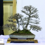 2011-Swindon-Winter-Show_26 2011-Swindon-Winter-Show_26