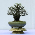 2011-Swindon-Winter-Show_3 Cork bark Elm