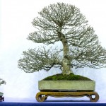 2011-Swindon-Winter-Show_32 2011-Swindon-Winter-Show_32