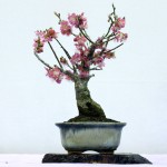 2011-Swindon-Winter-Show_48 Prunus mume