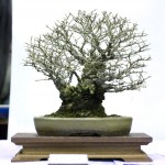 2011-Swindon-Winter-Show_9 2011-Swindon-Winter-Show_9