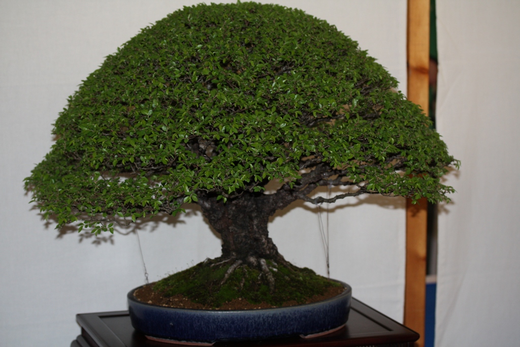 Cork Bark Elm Swindon & District Bonsai