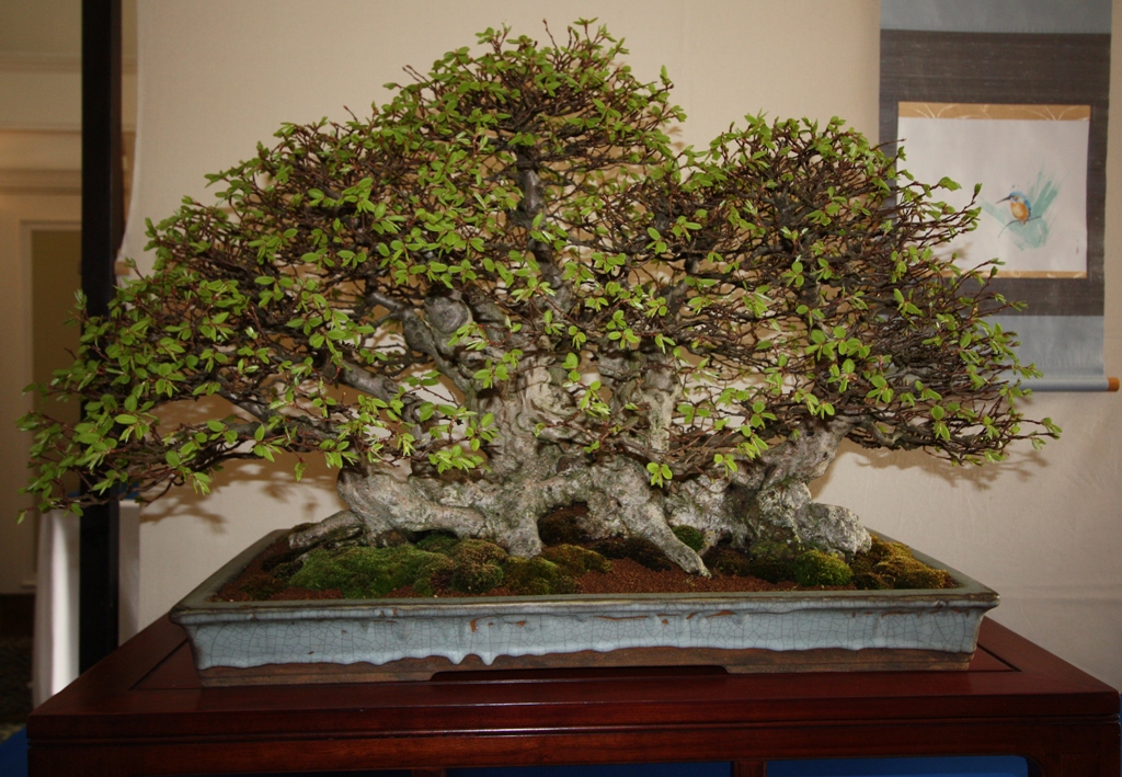 Korean Hornbeam Swindon & District Bonsai