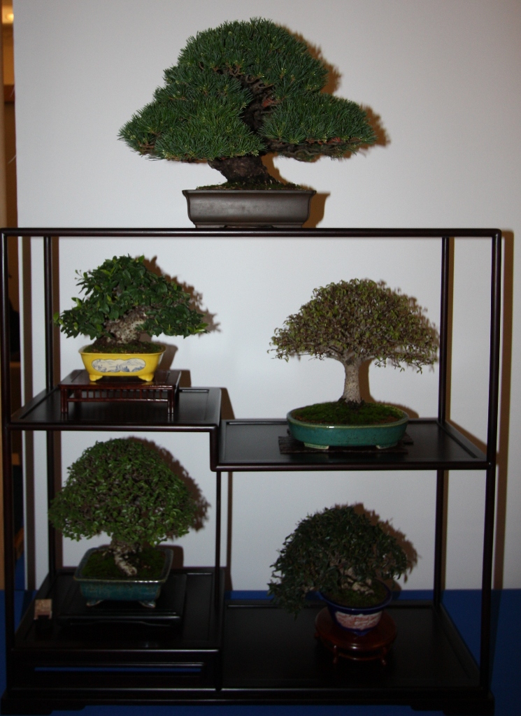 Best of British Bonsai show April 2011 Swindon & District Bonsai