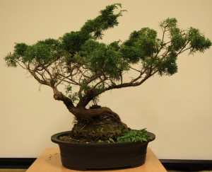 Juniper