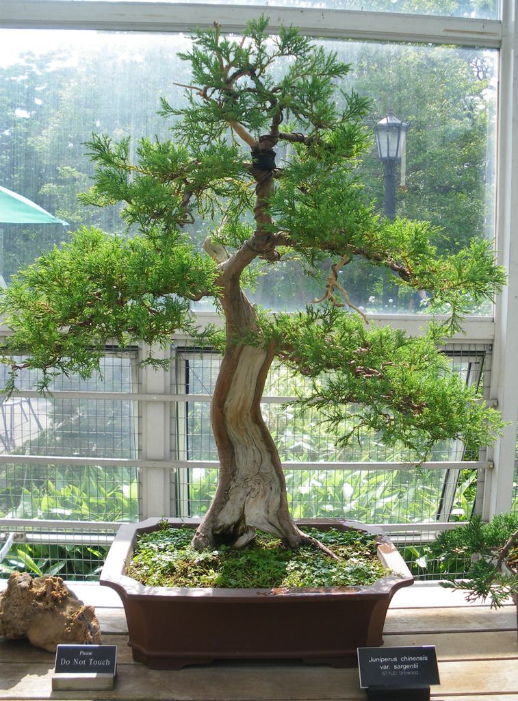 Juniperus chinensis var. sargentii driftwood style Swindon & District Bonsai