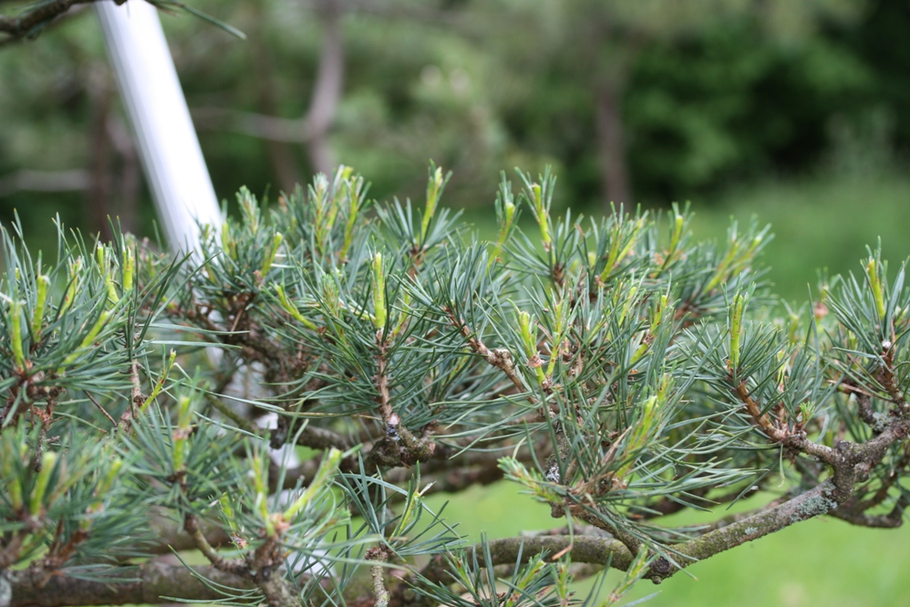 Niwaki! Pine part I « Swindon & District Bonsai