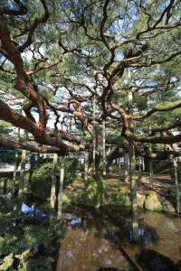 Propped red pine