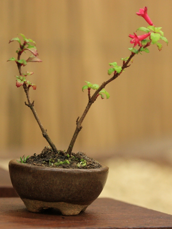 Accents Bonsai World 2011 « Swindon & District Bonsai