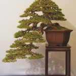 Pinus Sylvestris [Scots pine]