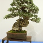 Dscf2685