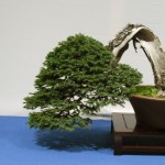 Dscf2703 Dscf2703