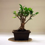 Ficus (Taiwan Fig)_AW Ficus (Taiwan Fig)_AW