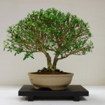 Serissa_GS Serissa_GS