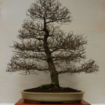 1st_Siberian Elm_PB_ winning tree 1st_Siberian Elm_PB_ winning tree