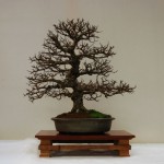 Zelkova_PB Zelkova_PB