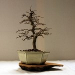 Hornbeam_DM Hornbeam_DM