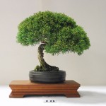 Juniper_DH Juniper_DH