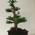 3rd_Yew_MP_Joint place 3rd_Yew_MP_Joint place