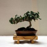 Ivy_SM Ivy_SM