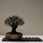 3rd Cork Bark Elm_DM_Joint place 3rd Cork Bark Elm_DM_Joint place