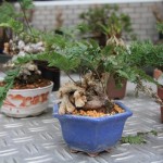 Bonsai Accents Bonsai Accents