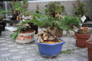Bonsai Accents Bonsai Accents