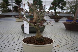 Acer Acer