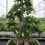 Ficus Ficus