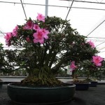 Azalea