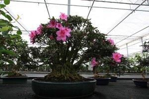Azalea
