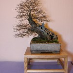 Best Chuhin