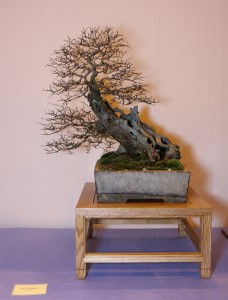 Best Chuhin