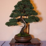 Best Conifer