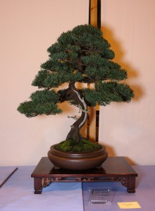 Best Evergreen Best Conifer