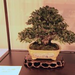 Best tree_pot combo