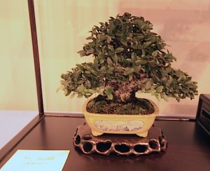 Best tree_pot combo