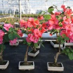 Bougainvillea Bougainvillea