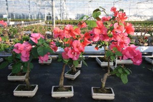 Bougainvillea Bougainvillea