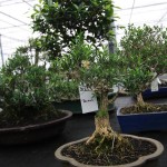 Buxus Buxus