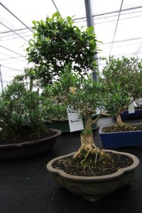 Buxus Buxus