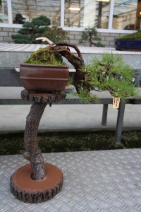 Cascade Pine Cascade Pine