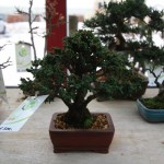 Chamaecyparis obtusa cripsii Chamaecyparis obtusa cripsii