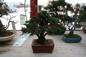 Chamaecyparis obtusa cripsii