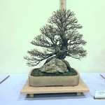Chinese Cork Bark Elm Chinese Cork Bark Elm