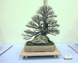 Chinese Cork Bark Elm