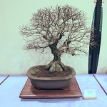 Chinese Cork Bark Elm Chinese Cork Bark Elm