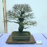 Chinese Elm Chinese Elm